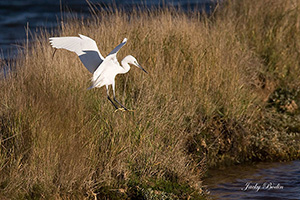 photos d'aigrettes garzettes  dans les marais vendéens